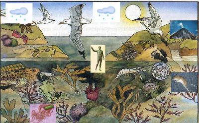 DIBUJO CICLOS BIOGEOQUIMICOS